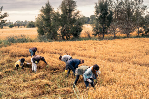 Récolte du riz en Camargue, © Atelier LUMA