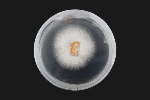 Souche de champignon locale issue de la souchothèque développée dans le cadre du projet Micro Cultures, © Atelier LUMA