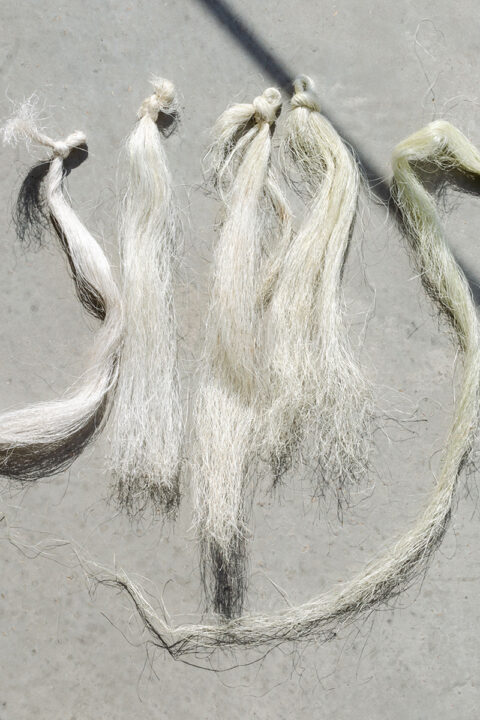 Fibers extracted from agave leaves by mechanical processing. A fiber can measure up to 2 meters, the entire length of a leaf., © Atelier LUMA