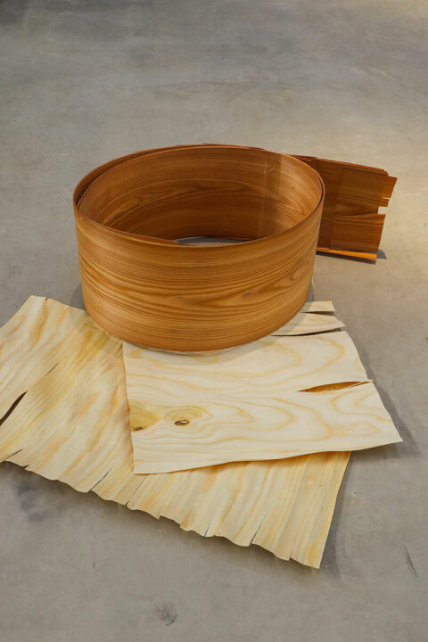 Unrolled veneer from an ailanthe glanduleux trunk, © Atelier LUMA