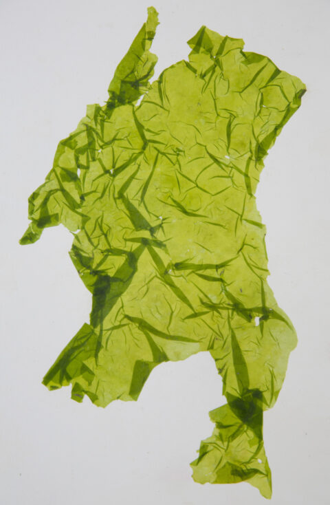 Ulva intestinalis - Etang de Vaccarès, Camargue, France, © Kristof Vrancken